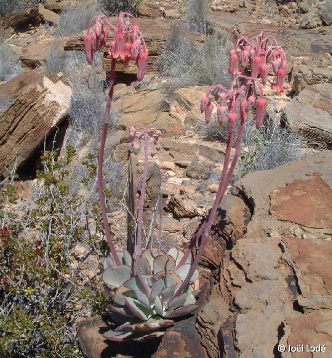 Cotyledon orbiculata, Aub, Namibia ©JL